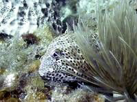 Rock Hind. No strobe. Used Caplio Ricoh camera with sea a... by Blair Hughes 
